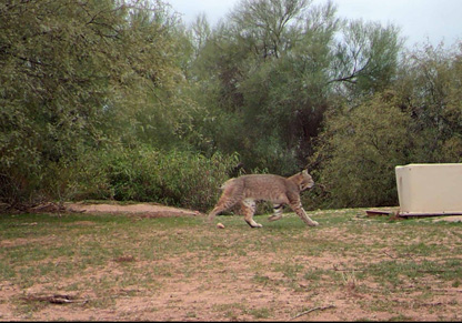 Providing a space for local biodiversity to thrive