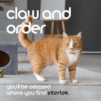 A housecat walking on a rug